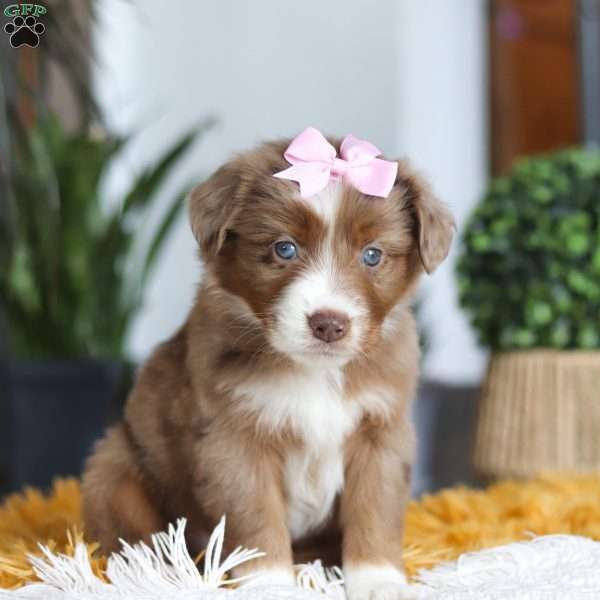 Oz, Miniature Australian Shepherd Puppy